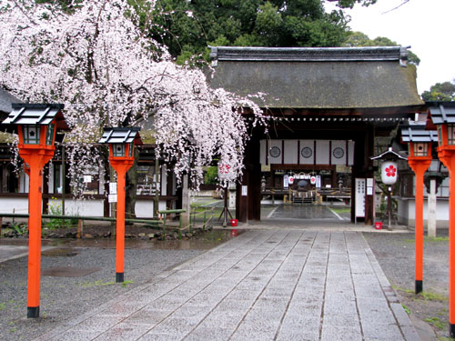 平野神社 魁桜(さきがけ)_e0048413_2213467.jpg