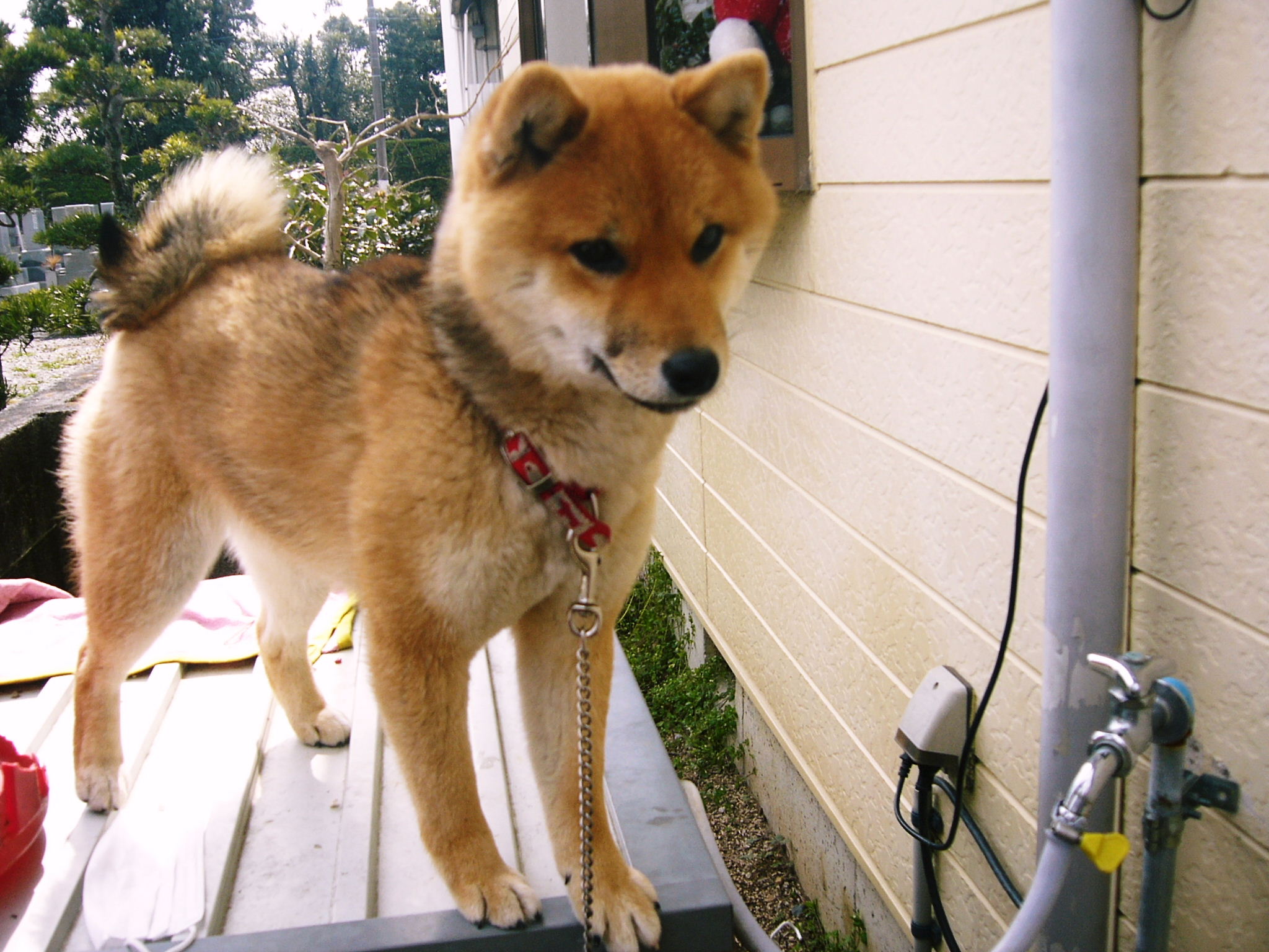 かわいい柴犬愛犬フクちゃんメスをまたまた紹介します そろそろ