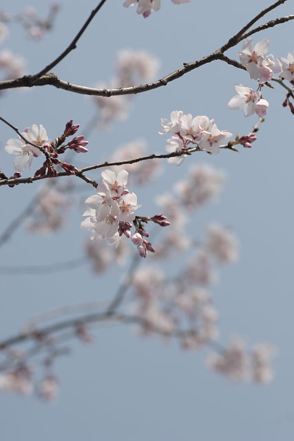 桜開花レポート3/21（大田区北西部）_c0161624_333250.jpg