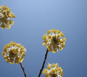 ミツマタの可愛いお花が咲きました_b0100229_1349568.jpg