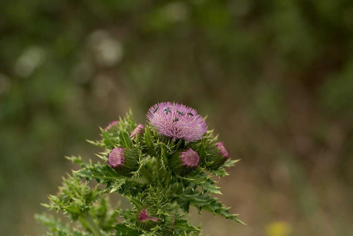 花と虫_d0053930_6134467.jpg