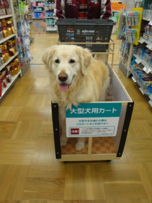 大型犬用買い物カート☆_e0158841_13319.jpg