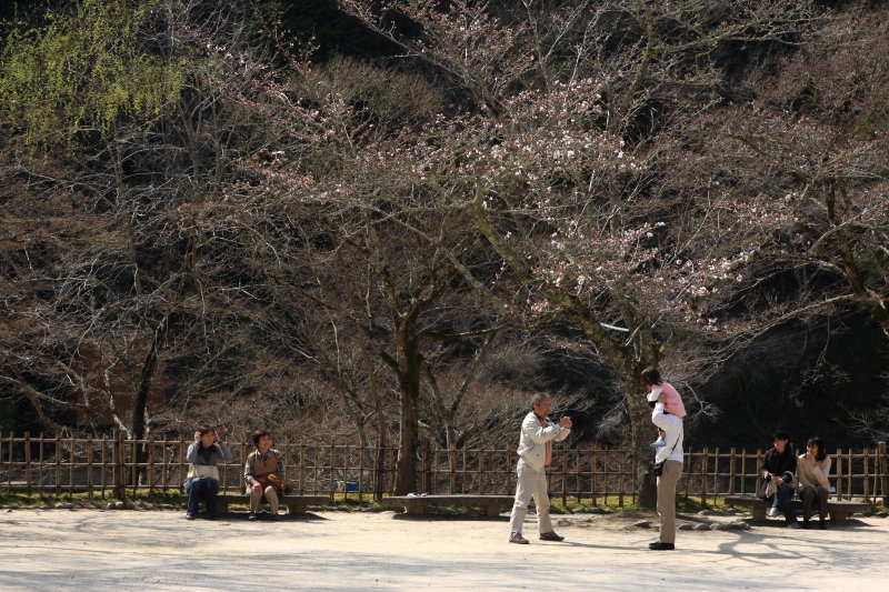 香嵐渓の春　～桜編～_b0092844_21212874.jpg