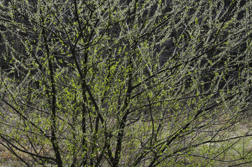 c0093046_7104962.gif