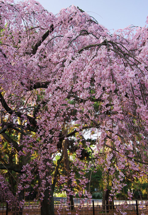 出水のしだれ桜（京都御所）_f0155048_2292276.jpg