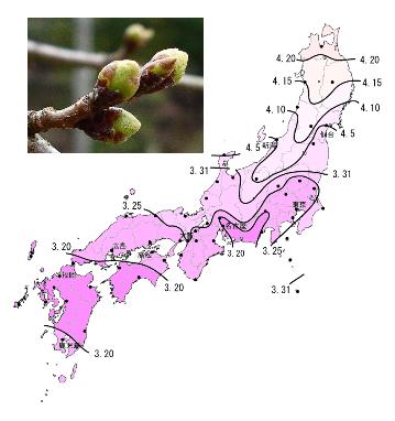 寒風日和の一日に・・・さくら前線_d0005250_21362520.jpg