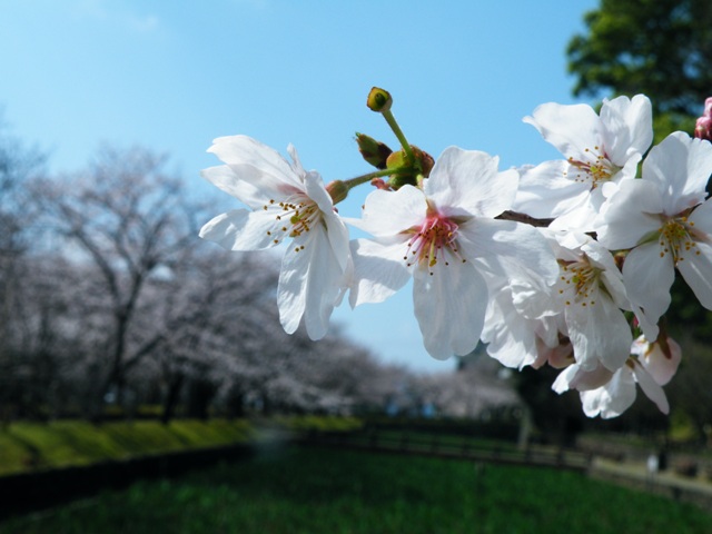 大村公園のサクラ_e0101769_1759686.jpg