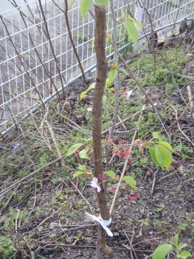 桜の植樹_a0077071_1730880.jpg