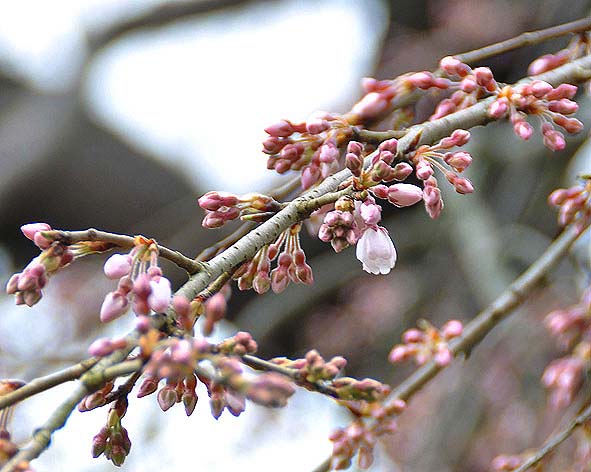 桜、咲く・・・_f0198771_042448.jpg