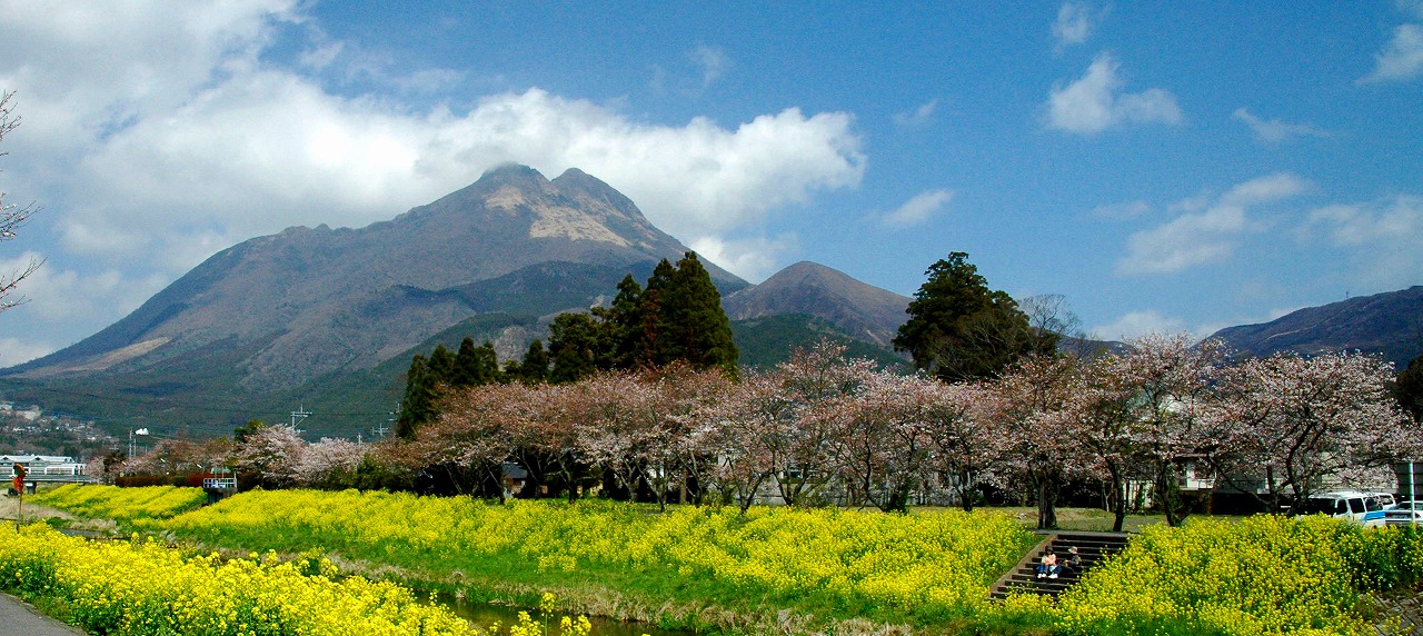 由布院に 桜 10 開花 と菜の花の季節がやって来ました Masashi Ohta S Blog Wonder Wonder