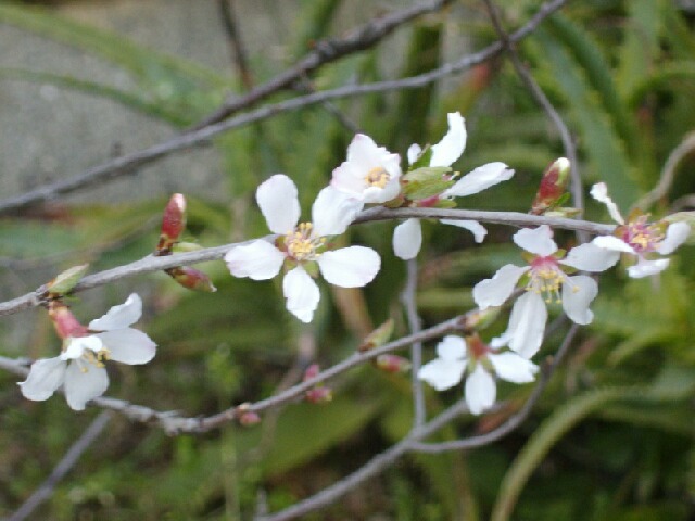 ユスラウメの花と嫌な訪問者_f0018078_16582037.jpg