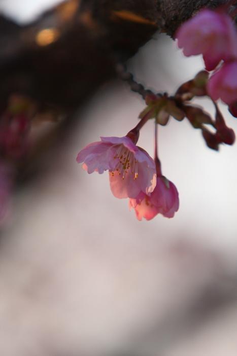 旬の花たち・・・日立市内_e0143883_22423898.jpg