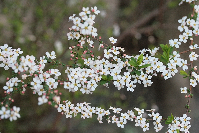 d0133693_1828091.jpg