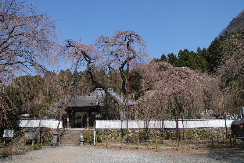 清雲寺のしだれ桜(2)_e0124594_20562342.jpg