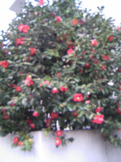 d0133199_182221100.jpg