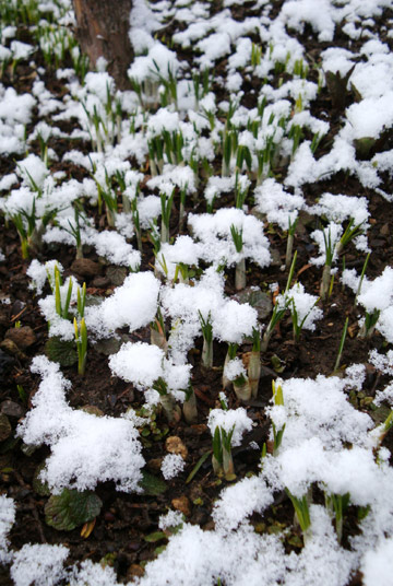 雪の花_d0117900_22303633.jpg