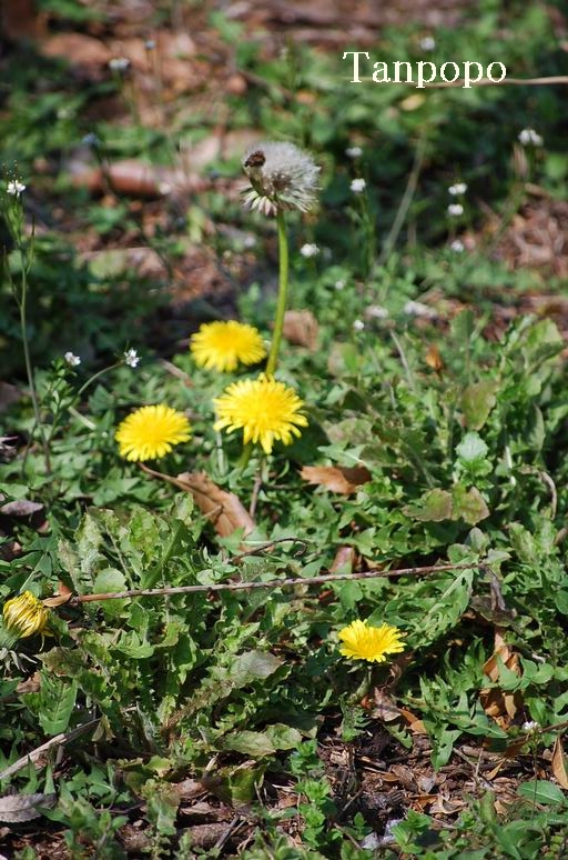 野草の花々_e0025300_11414030.jpg