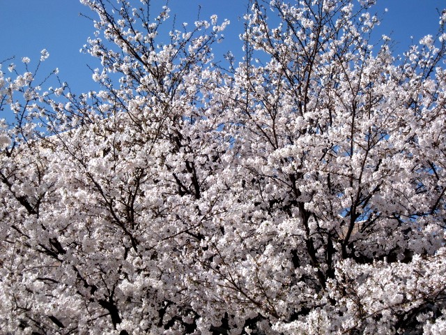 a0040103_21222043.jpg