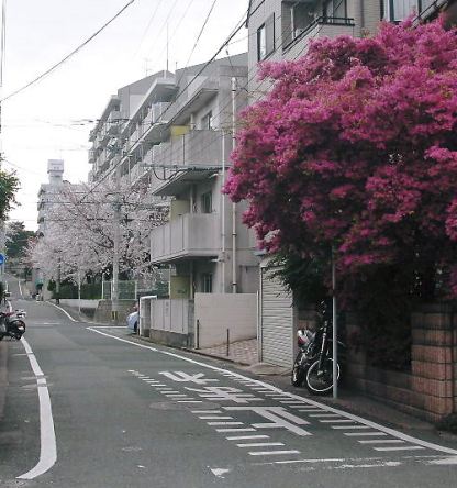 桜満開です_f0035506_0182938.jpg