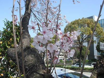 3月23日 晴れ_c0184210_14213611.jpg
