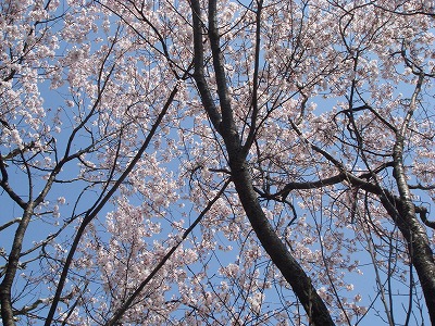 3月23日 晴れ_c0184210_14214932.jpg