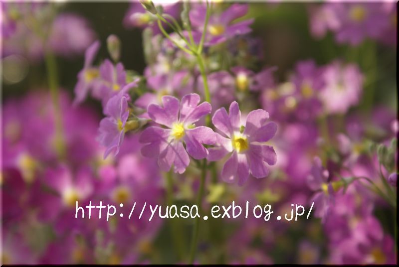 せいようさくらそう_f0156117_1842372.jpg