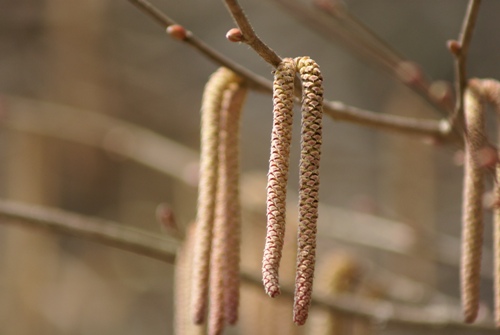 c0042418_8311730.jpg
