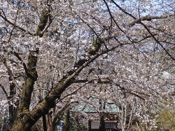 お寺の桜が咲いていました。_f0077521_10254062.jpg