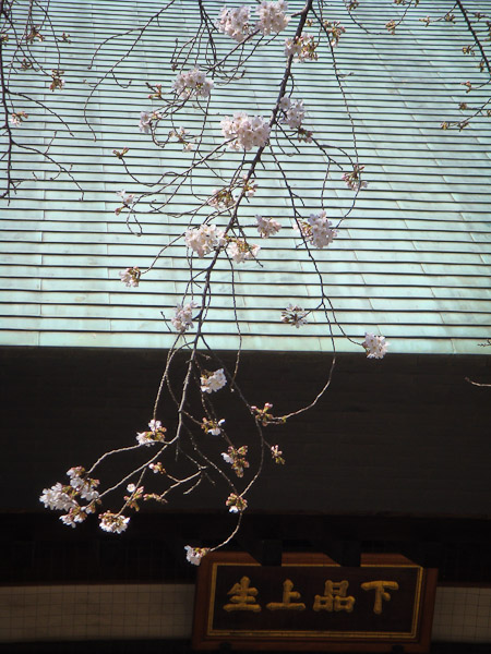 お寺の桜が咲いていました。_f0077521_1027877.jpg