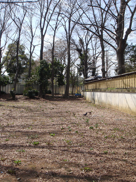 お寺の桜が咲いていました。_f0077521_1028051.jpg
