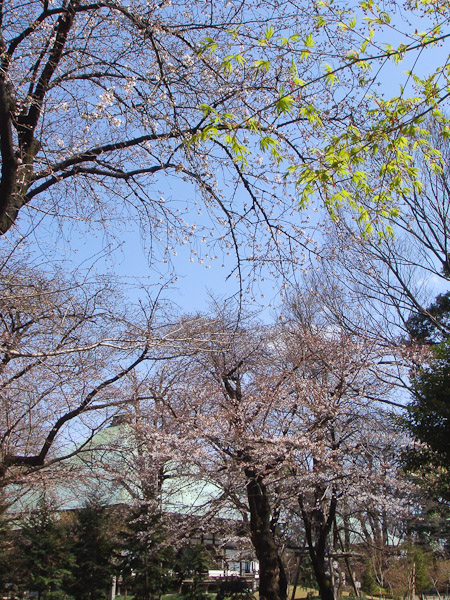 お寺の桜が咲いていました。_f0077521_10281427.jpg