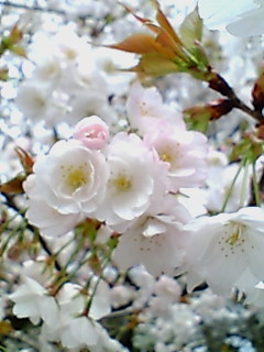 桜　♪_f0002833_192563.jpg