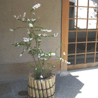 d0033734_1201552.gif