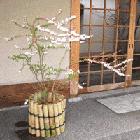 d0033734_1205430.gif