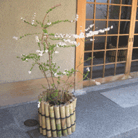 d0033734_1211635.gif