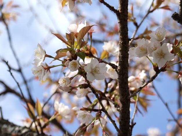 桜満開!_b0089338_22444583.jpg