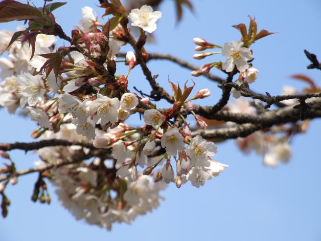 桜満開!_b0089338_22453853.jpg