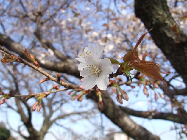 桜満開!_b0089338_22454493.jpg