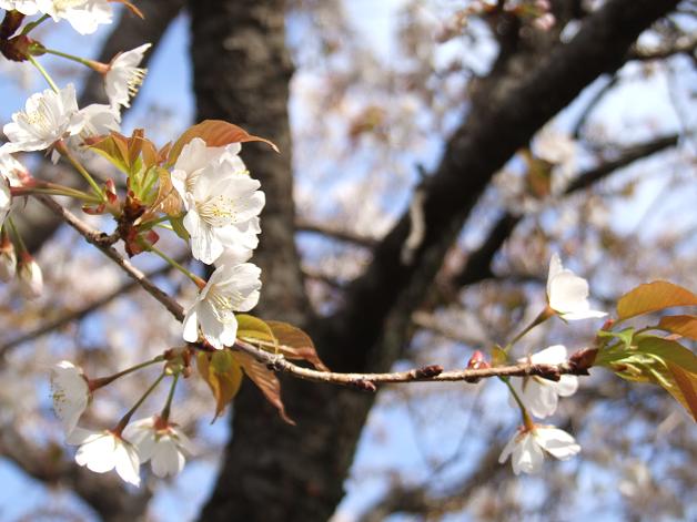 桜満開!_b0089338_2246048.jpg