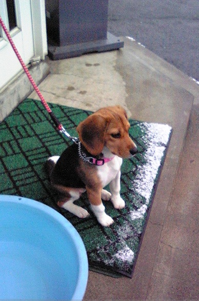 携帯の待ち受け画面 ビーグル犬 ビーズ