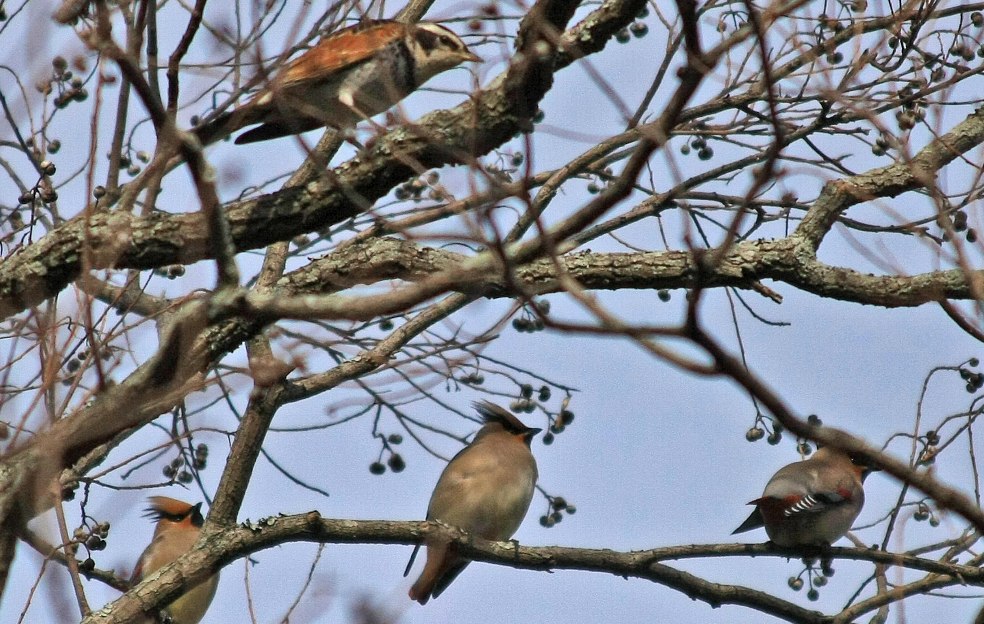 観世音寺の野鳥_e0077041_11221044.jpg