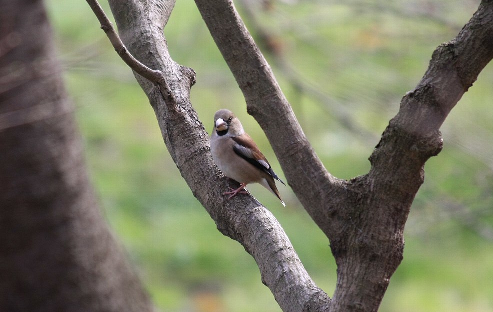 観世音寺の野鳥_e0077041_11232957.jpg