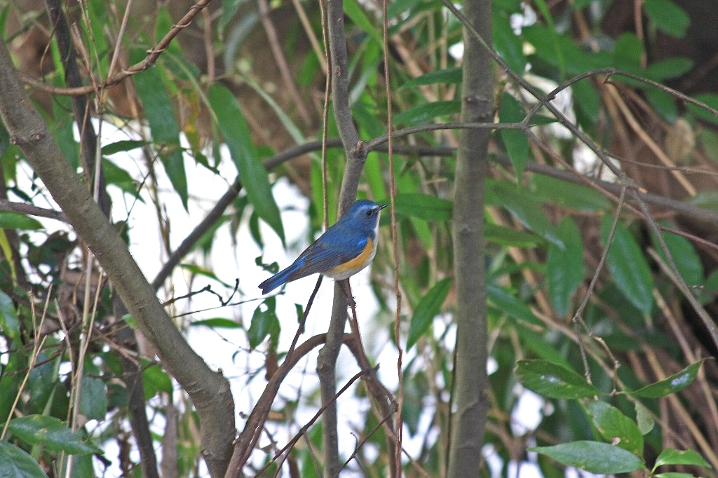 観世音寺の野鳥_e0077041_1124972.jpg