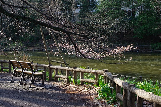 通勤前の桜見物・・・井の頭公園さくら報告第7弾_a0009142_22373485.jpg