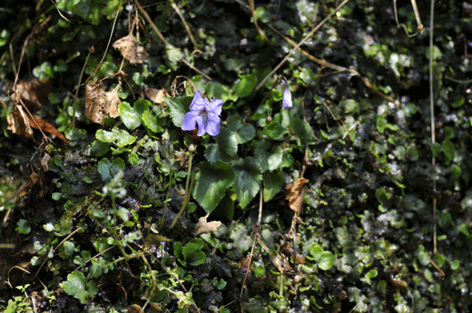 c0093046_7442838.gif