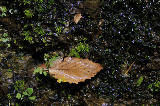 c0093046_745846.gif