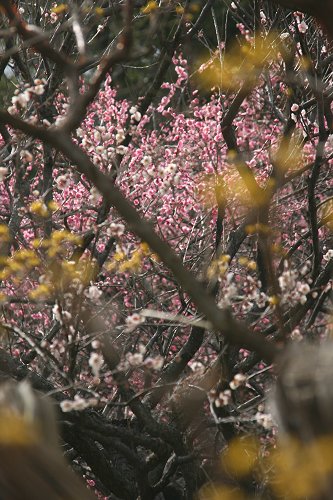 水戸の梅を求めて！　弘道館の梅_f0048546_6103987.jpg