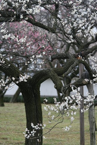 水戸の梅を求めて！　弘道館の梅_f0048546_6113678.jpg