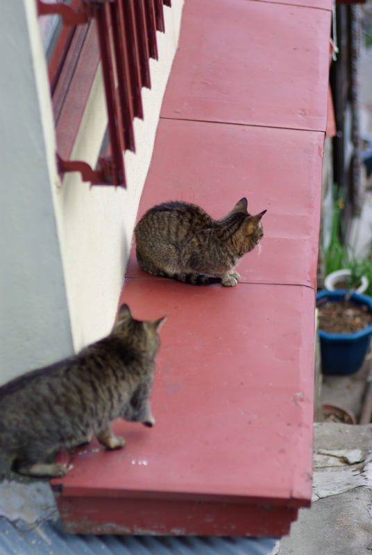 ３月尾道猫その３（海雲塔の猫たち）_a0009554_19111120.jpg