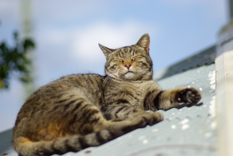 ３月尾道猫その３（海雲塔の猫たち）_a0009554_1925550.jpg